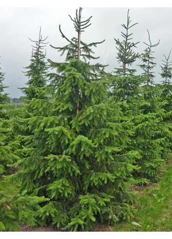 PICEA omorika (Épicéa de Serbie)