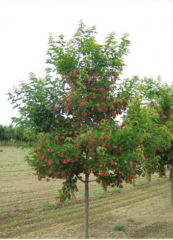 ACER ginnala