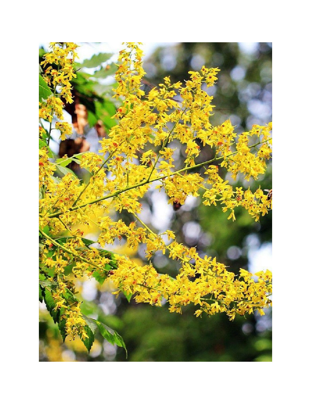 KOELREUTERIA paniculata