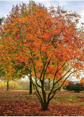 KOELREUTERIA paniculata