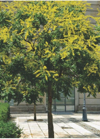 KOELREUTERIA paniculata