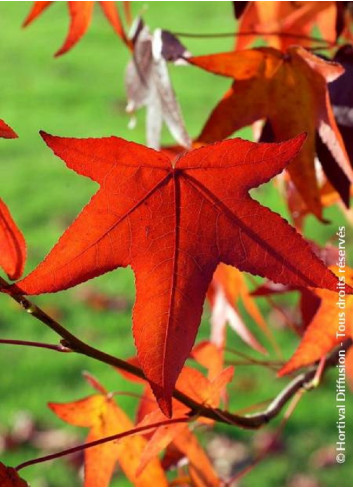 LIQUIDAMBAR styraciflua