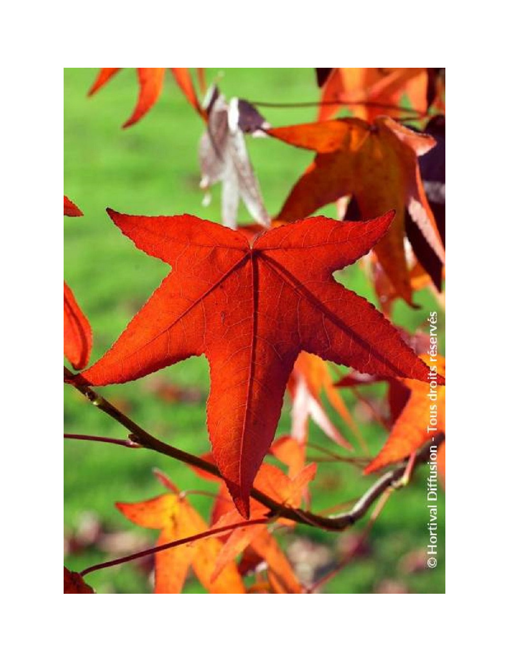 LIQUIDAMBAR styraciflua