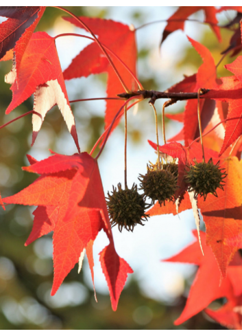 LIQUIDAMBAR styraciflua