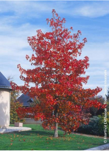 LIQUIDAMBAR styraciflua