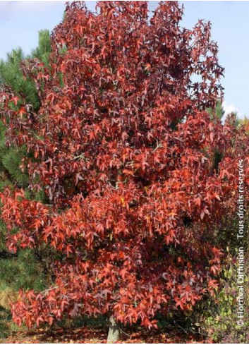 LIQUIDAMBAR styraciflua