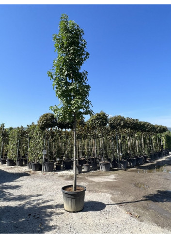 LIQUIDAMBAR styraciflua En pot de 35-50 litres forme tige hauteur du tronc 180-200 cm