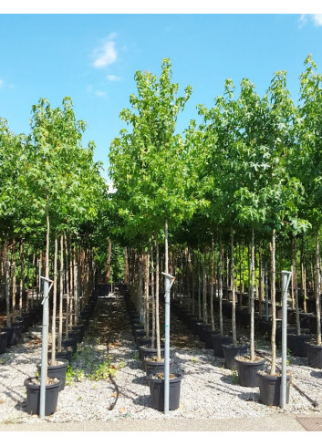 LIQUIDAMBAR styraciflua En pot de 50-70 litres forme tige hauteur du tronc 180-200 cm