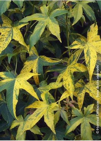 LIQUIDAMBAR styraciflua AUREA