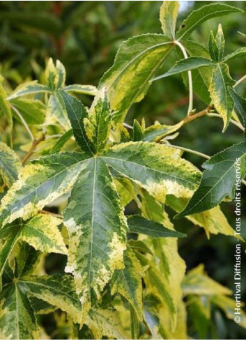 LIQUIDAMBAR styraciflua AUREA