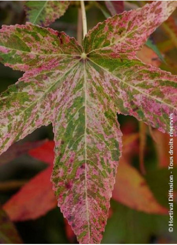 LIQUIDAMBAR styraciflua AUREA