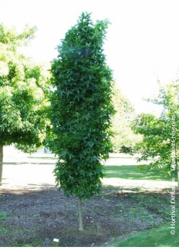 LIQUIDAMBAR styraciflua SLENDER SILHOUETTE