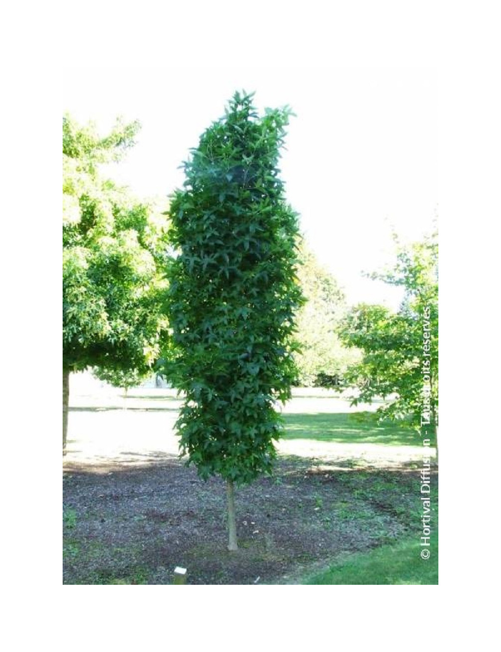 LIQUIDAMBAR styraciflua SLENDER SILHOUETTE