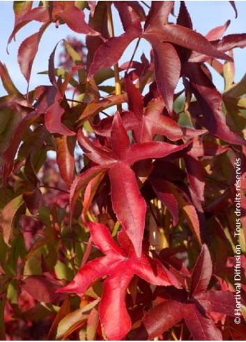 LIQUIDAMBAR styraciflua SLENDER SILHOUETTE