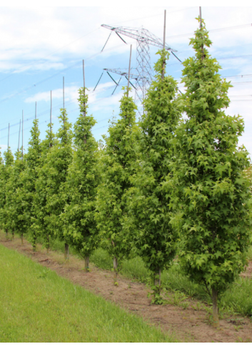 LIQUIDAMBAR styraciflua SLENDER SILHOUETTE