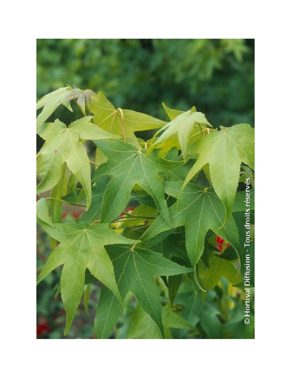 LIQUIDAMBAR styraciflua THEA