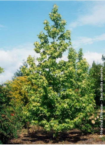 LIQUIDAMBAR styraciflua THEA