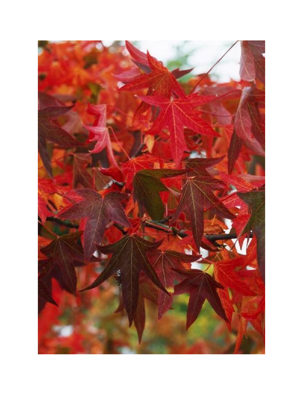 LIQUIDAMBAR styraciflua WORPLESDON