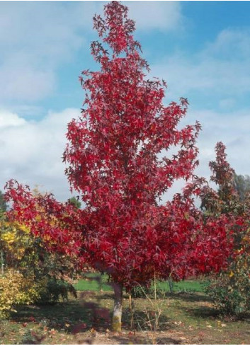 LIQUIDAMBAR styraciflua WORPLESDON