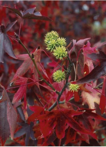 LIQUIDAMBAR styraciflua WORPLESDON