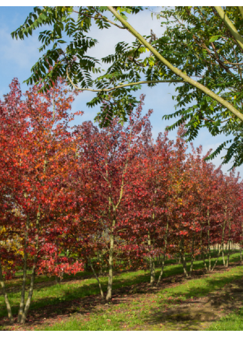 LIQUIDAMBAR styraciflua WORPLESDON