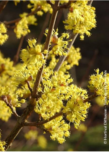 CORNUS officinalis