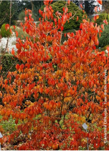 CORNUS officinalis