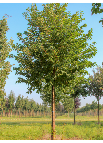 PRUNUS maackii AMBER BEAUTY