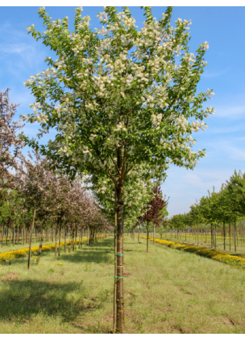 PRUNUS maackii AMBER BEAUTY