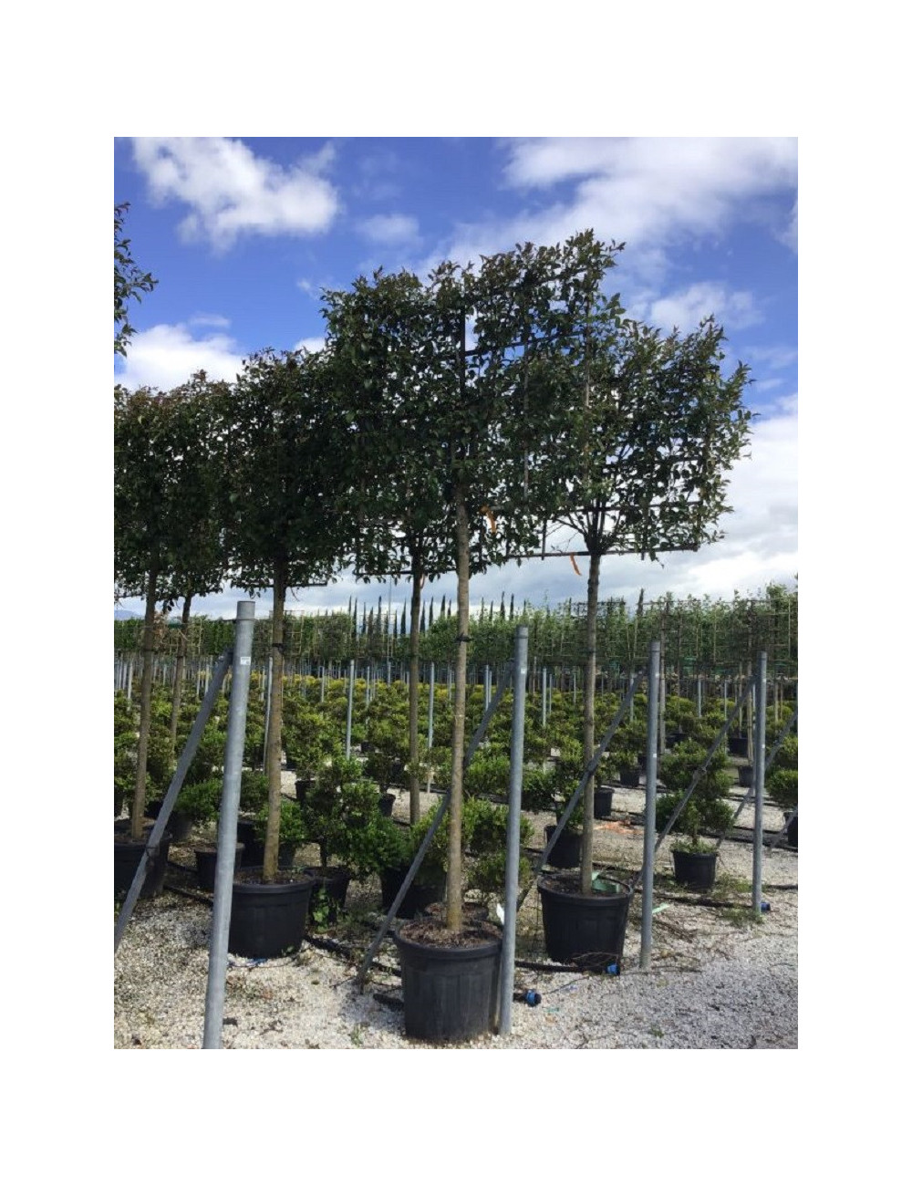 LIGUSTRUM japonicum