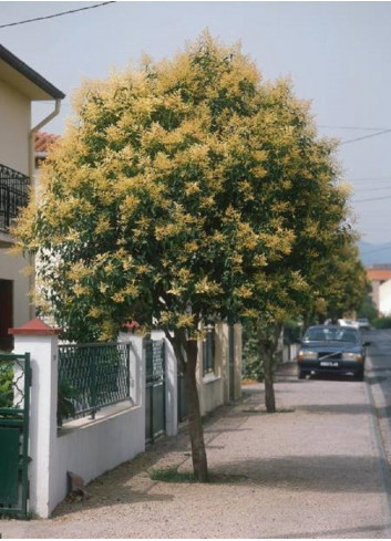 LIGUSTRUM japonicum