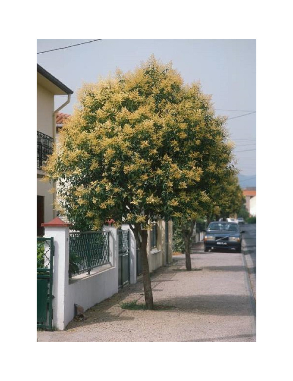 LIGUSTRUM japonicum