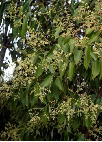 LIGUSTRUM japonicum