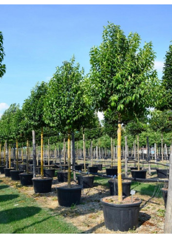 LIGUSTRUM japonicum En pot de 130-150 litres forme tige hauteur du tronc 180-200 cm