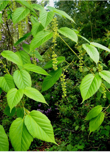 ACER davidii