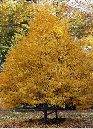 ACER davidii