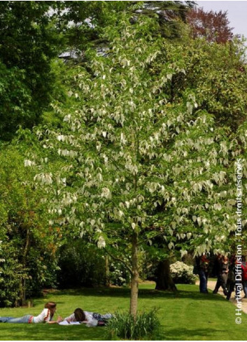 DAVIDIA involucrata