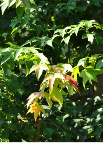 ACER buergerianum