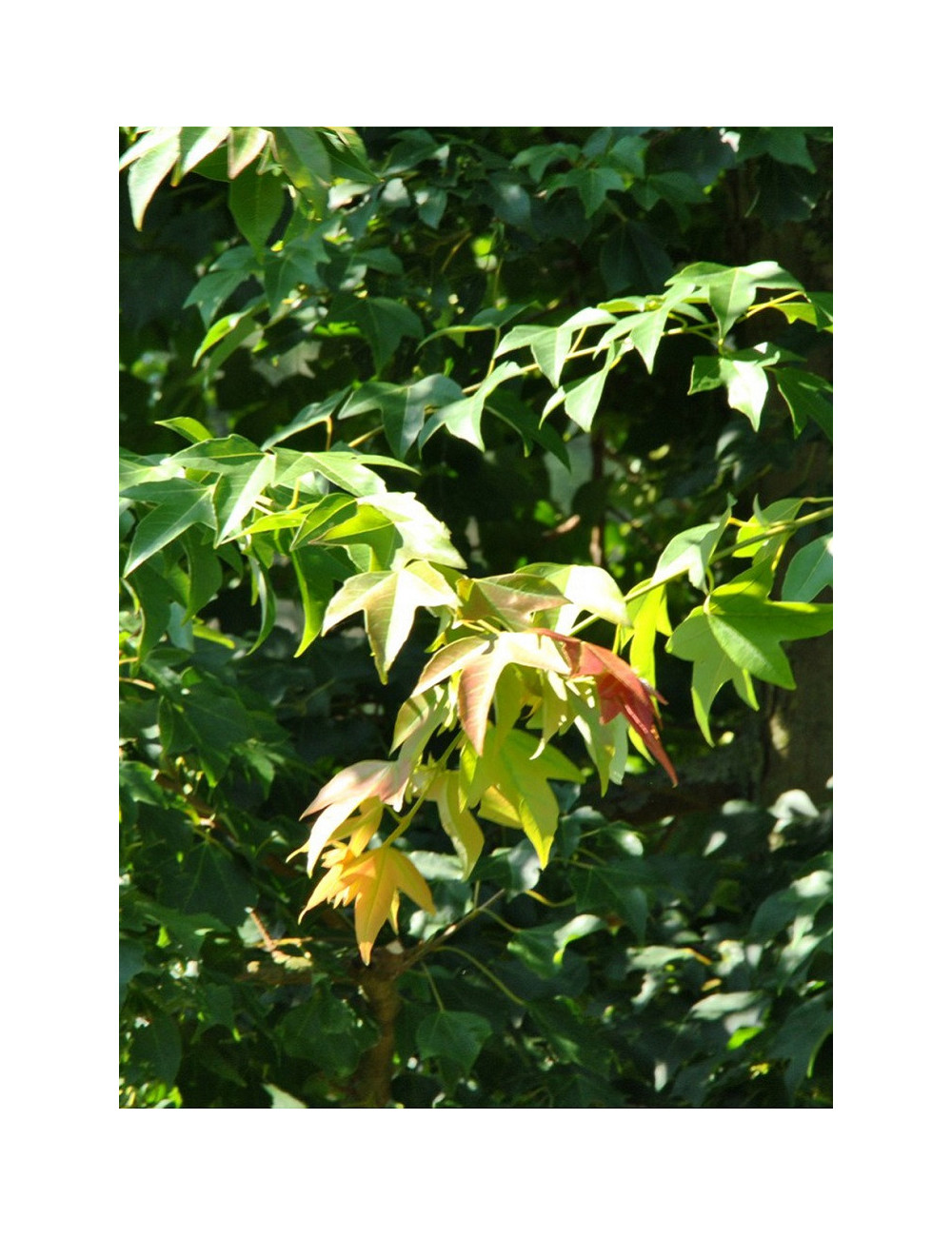 ACER buergerianum