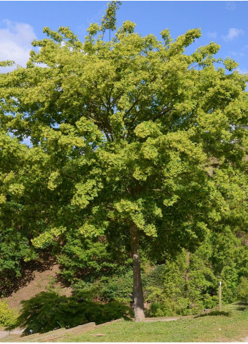 ACER buergerianum