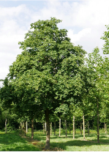 ACER cappadocicum RUBRUM