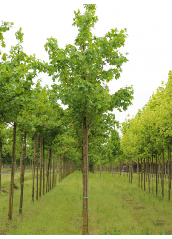 ACER cappadocicum RUBRUM