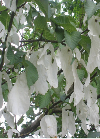 DAVIDIA involucrata VILMORINIANA