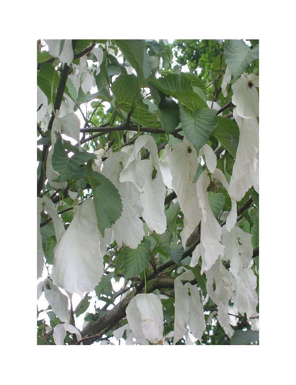 DAVIDIA involucrata VILMORINIANA