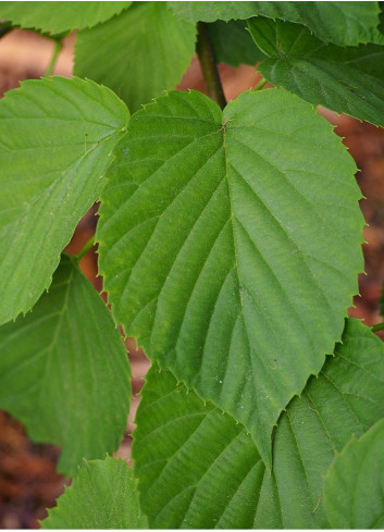 DAVIDIA involucrata VILMORINIANA