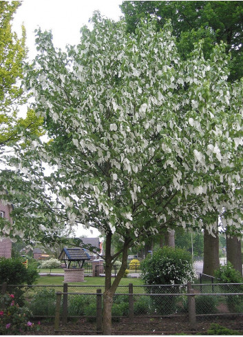 DAVIDIA involucrata VILMORINIANA