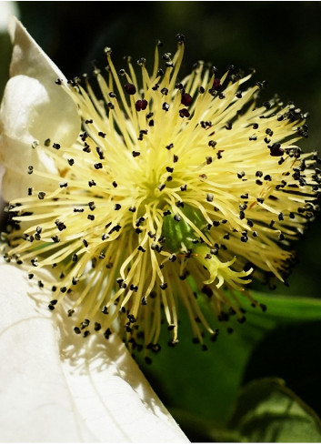 DAVIDIA involucrata VILMORINIANA