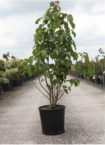 DAVIDIA involucrata VILMORINIANA En pot de 15-20 litres