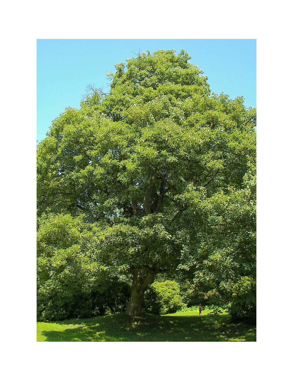 ACER pseudoplatanus