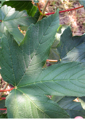 ACER pseudoplatanus